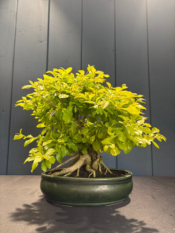 Durantha repens (Vanillier de Cayenne)