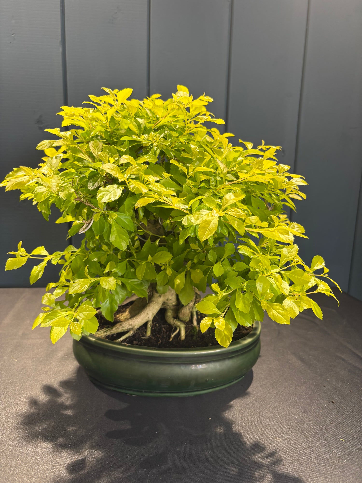 Durantha repens (Vanillier de Cayenne)