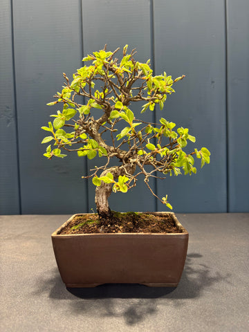 Carpinus laxiflora (Charme)
