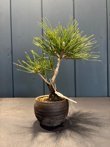 Pinus thunbergii 'corticosa' (Pin noir du Japon)