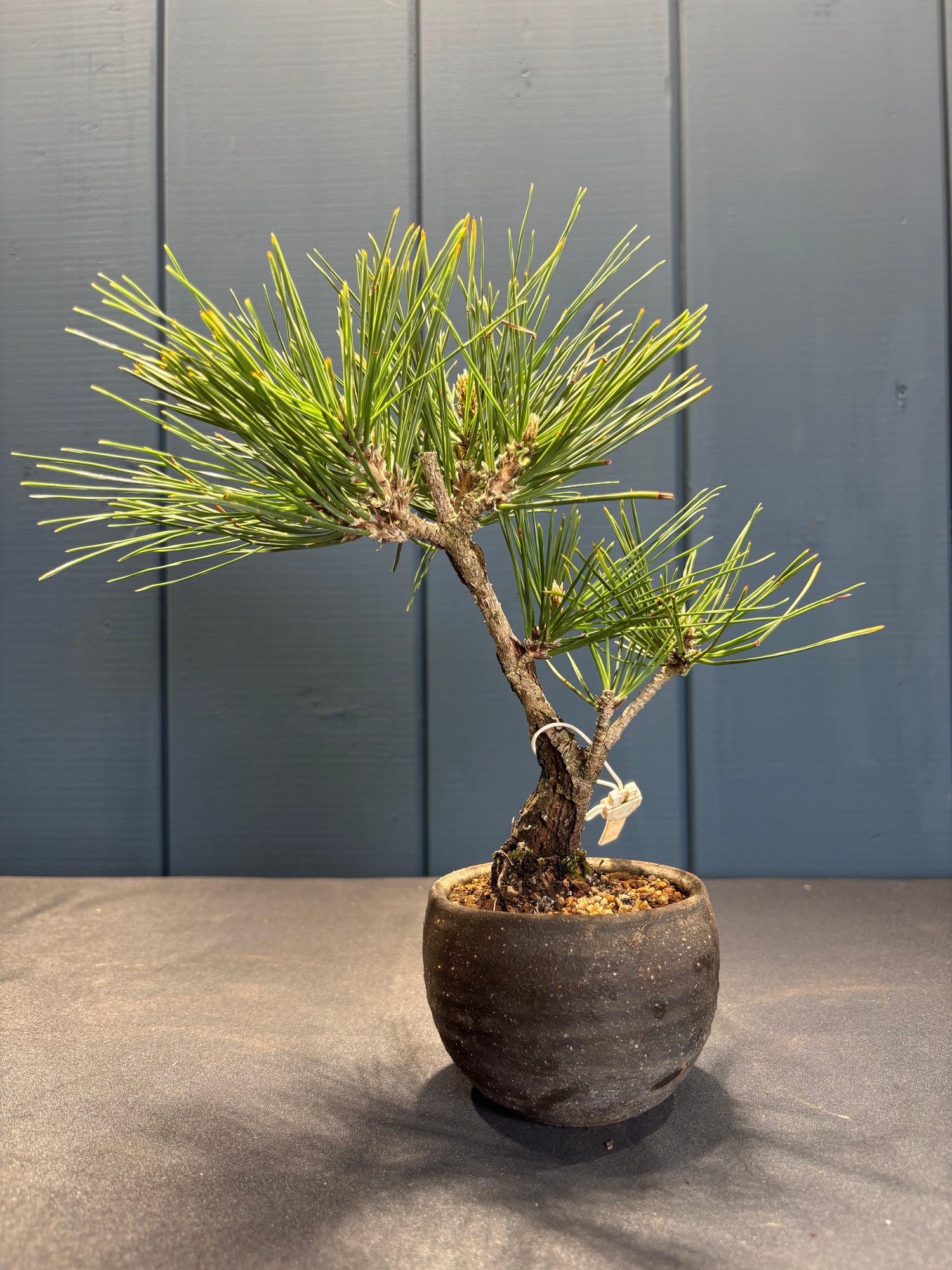 Pinus thunbergii 'corticosa' (Pin noir du Japon)