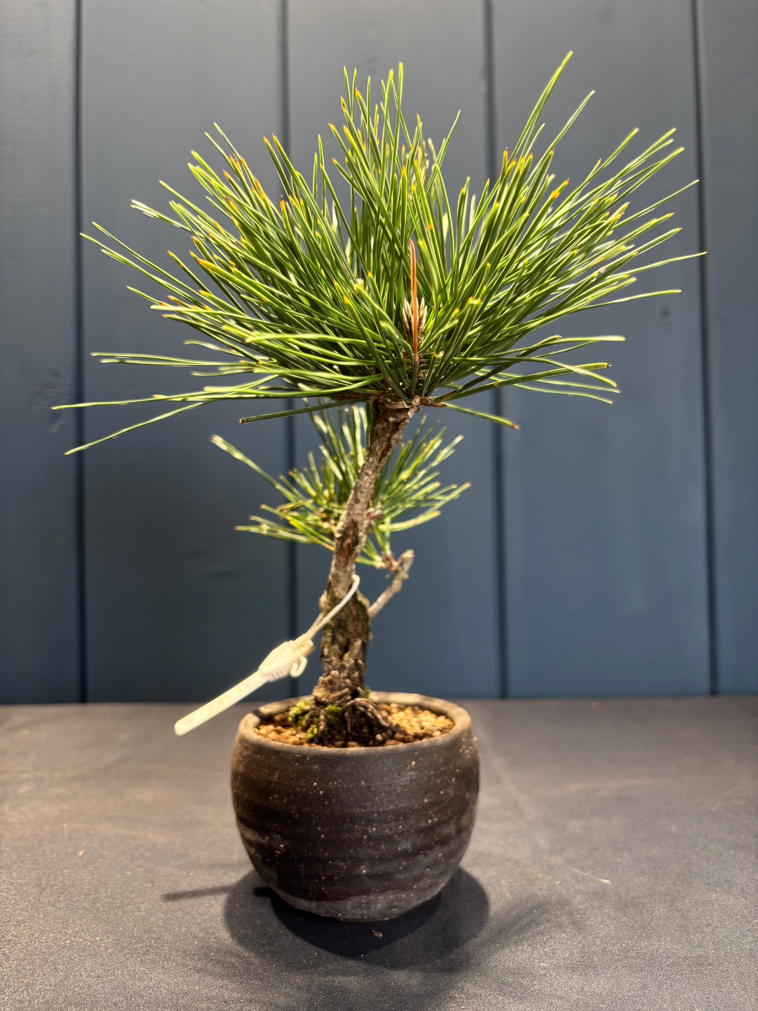 Pinus thunbergii 'corticosa' (Pin noir du Japon)