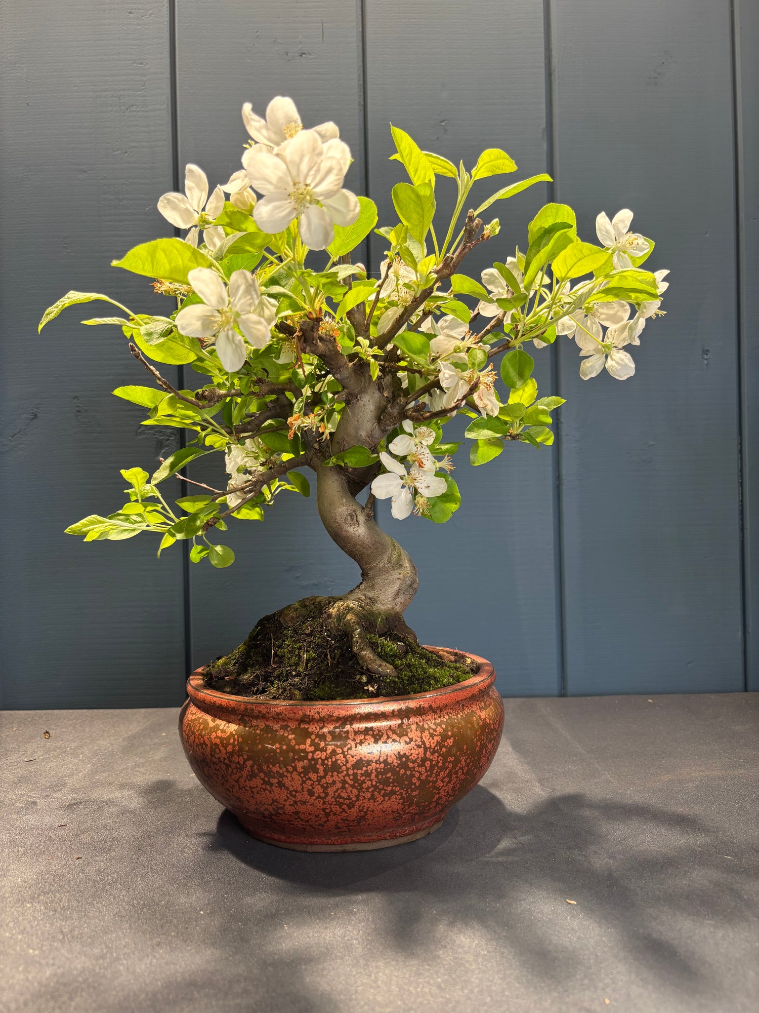 Malus Everest (Pommier)