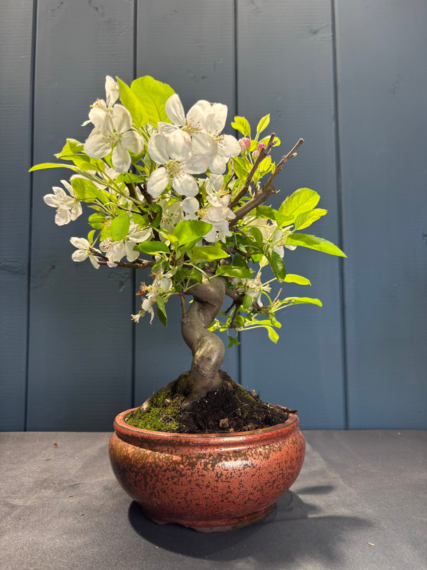 Malus Everest (Pommier)