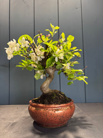 Malus Everest (Pommier)