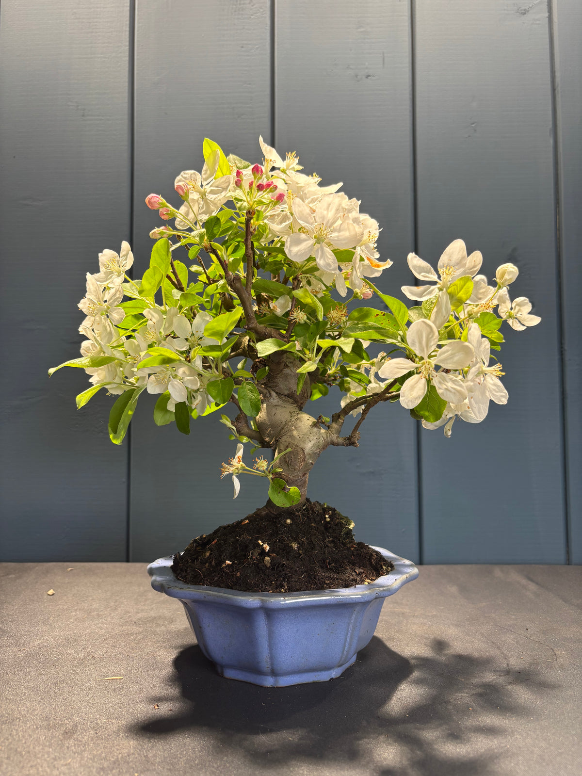 Petit arbre fruitier en bonsaï Malus Everest (Pommier) en pot bleu, fleurs blanches et feuilles vert clair, base sombre dans le terroir.
