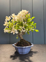 Petit bonsaï Malus Everest en fleurs blanches, dans pot bleu, sur fond sombre.