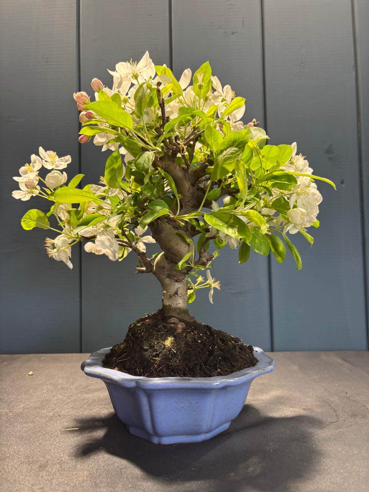 Petit arbre fruitier en bonsaï nommé Malus Everest (Pommier) en pot bleu, fleurs blanches entourant le feuillage vert, sur socle de terre.