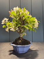 Petit arbre fruitier en bonsaï nommé Malus Everest (Pommier) en pot bleu, fleurs blanches entourant le feuillage vert, sur socle de terre.