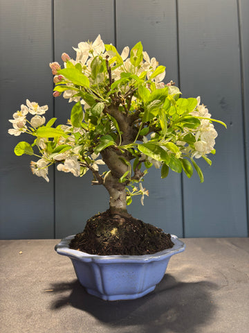 Malus Everest (Pommier)