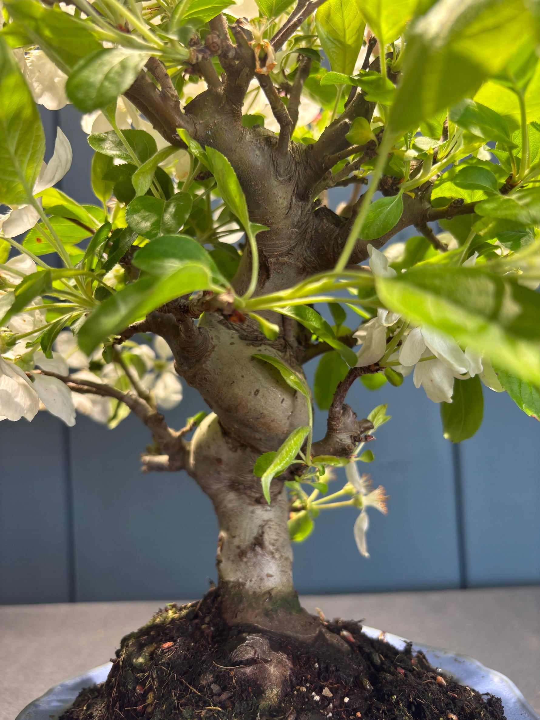 Petit arbre Malus Everest (pommier) en pot, tronc tordu et branches feuillies, porte quelques feuilles vertes et fleurs blanches.