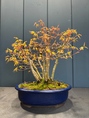 Acer palmatum 'Yamamomiji' (Erable du Japon)