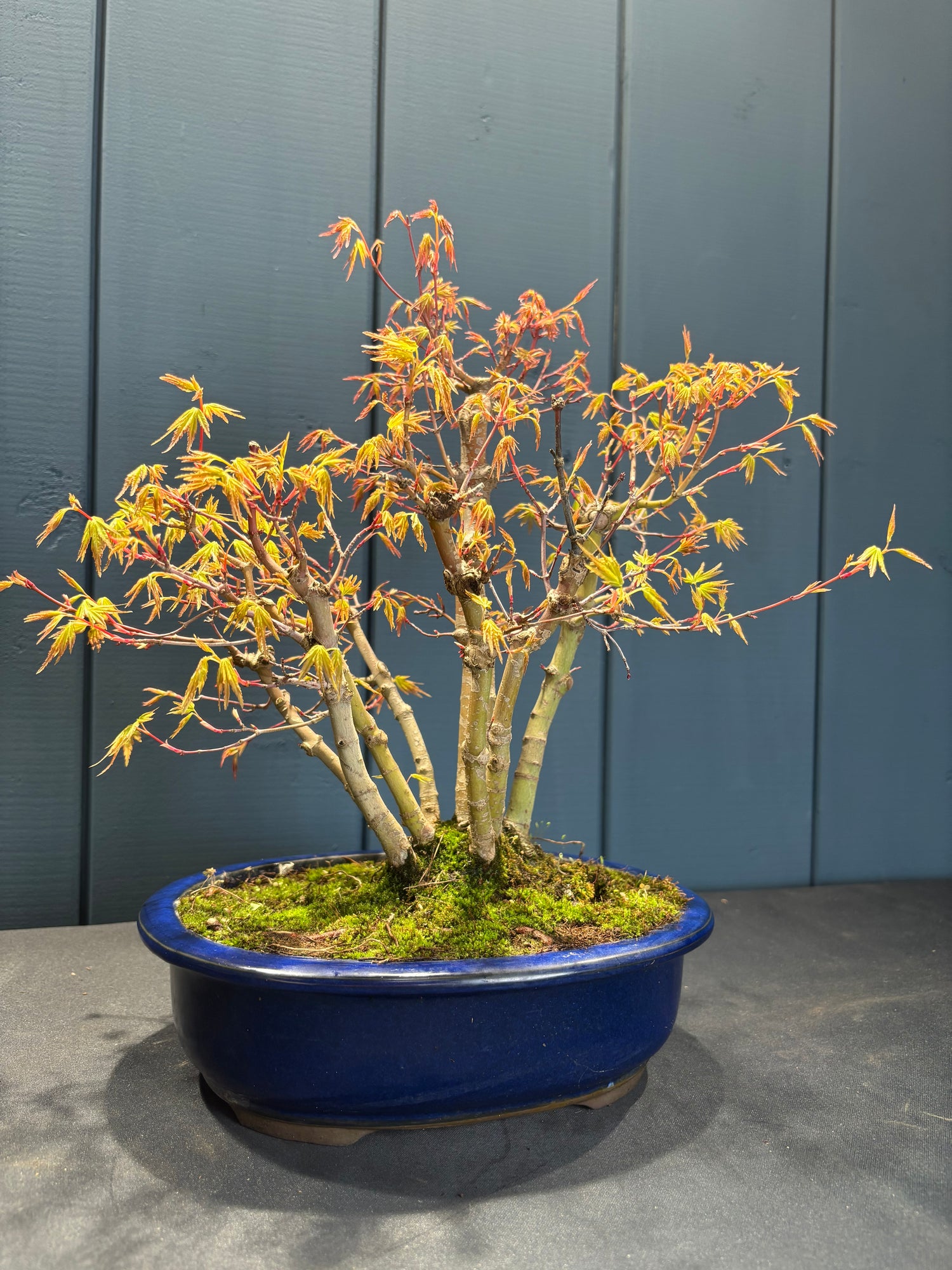 Acer palmatum 'Yamamomiji' (Erable du Japon)