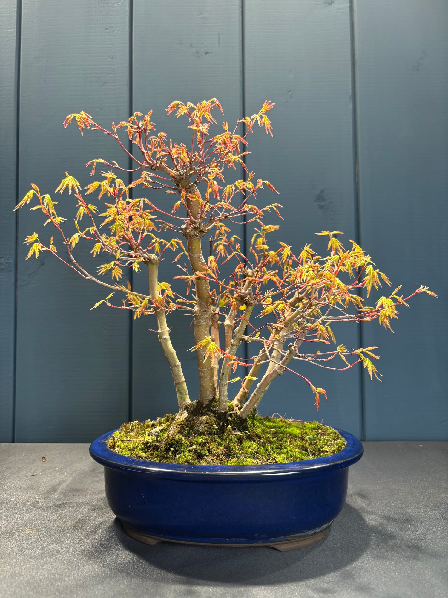 Acer palmatum 'Yamamomiji' (Erable du Japon)