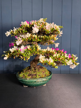 Azalée Satsuki 'Akemi'