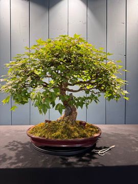 Acer buergerianum (Erable trident)