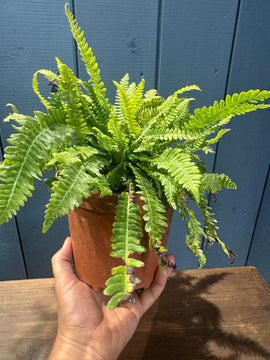 Blechnum spicant