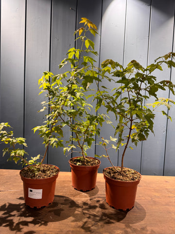 Acer buergerianum