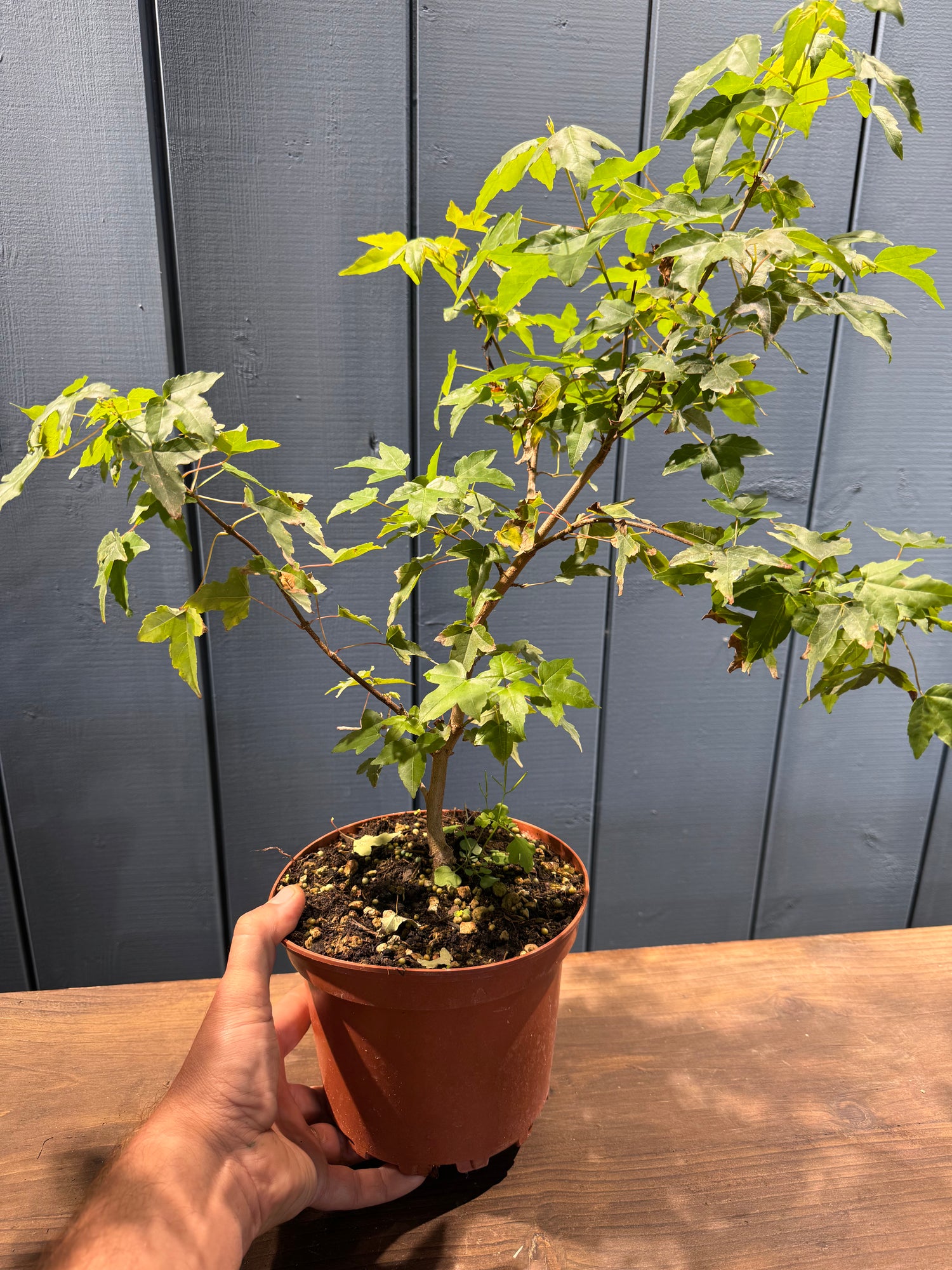 Acer buergerianum