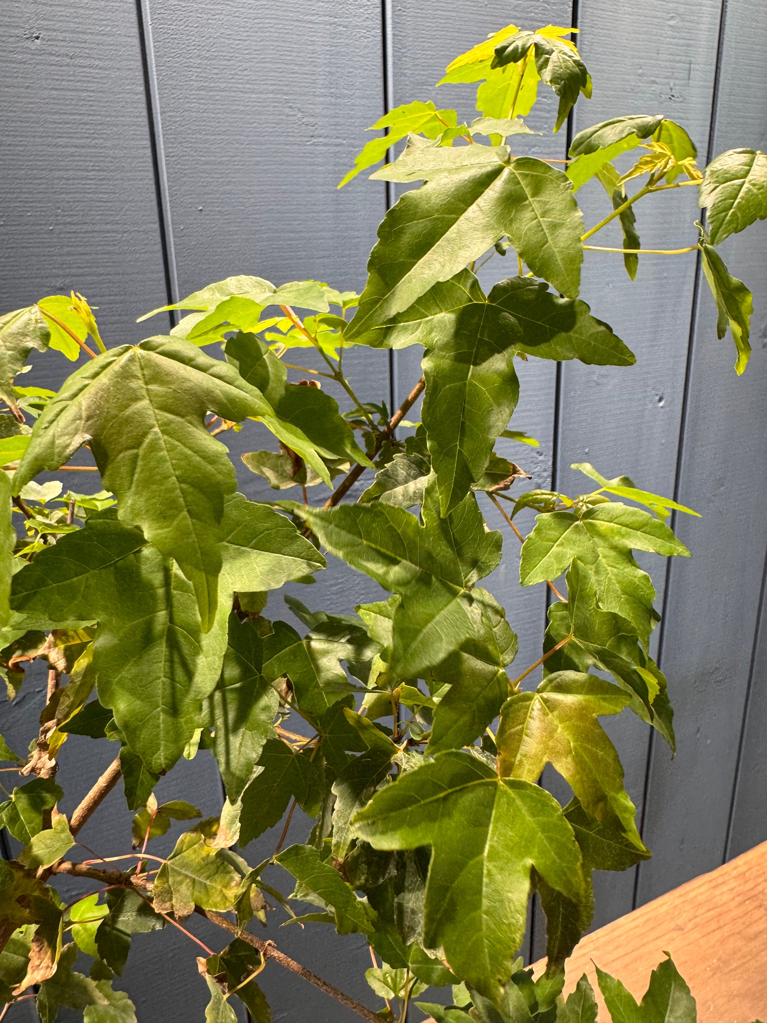 Acer buergerianum