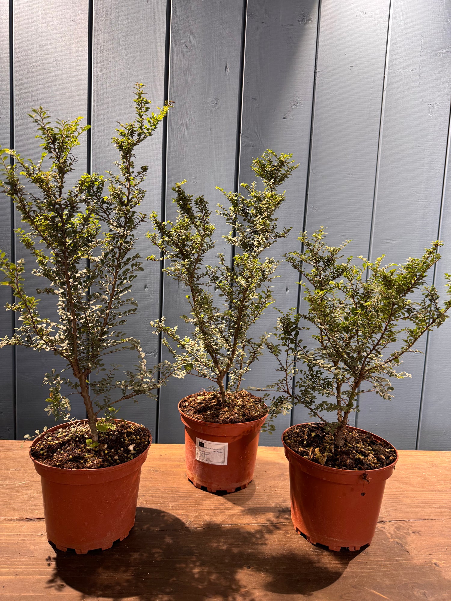 Ulmus parvifolia 'Hokkaido'