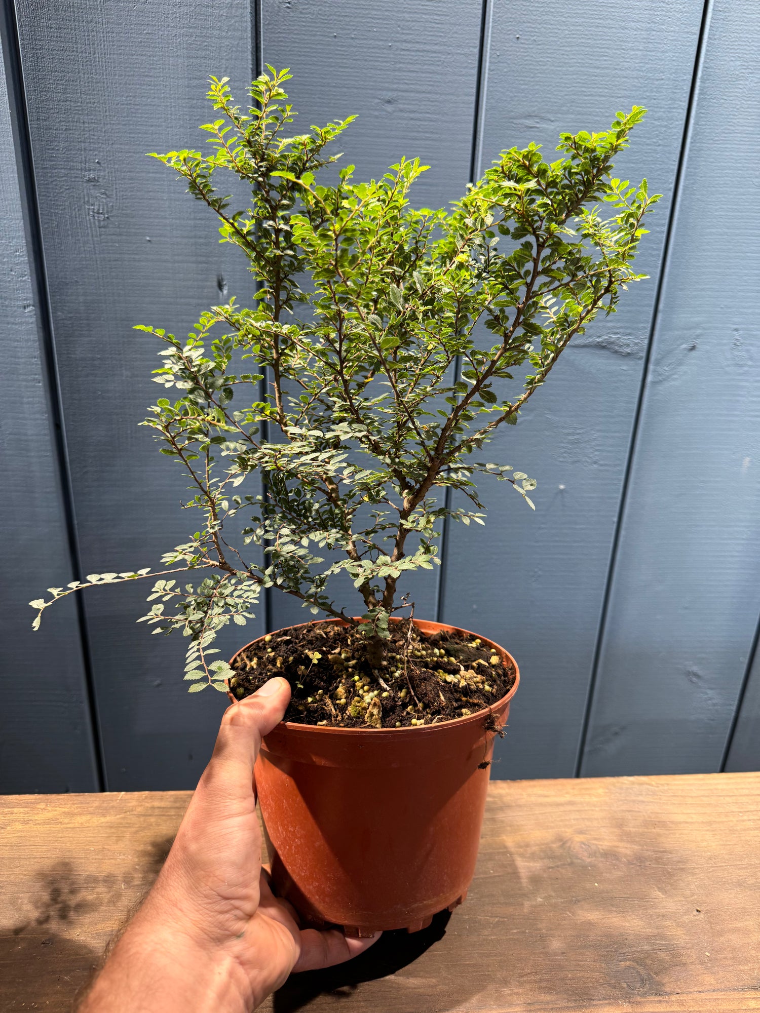 Ulmus parvifolia 'Hokkaido'