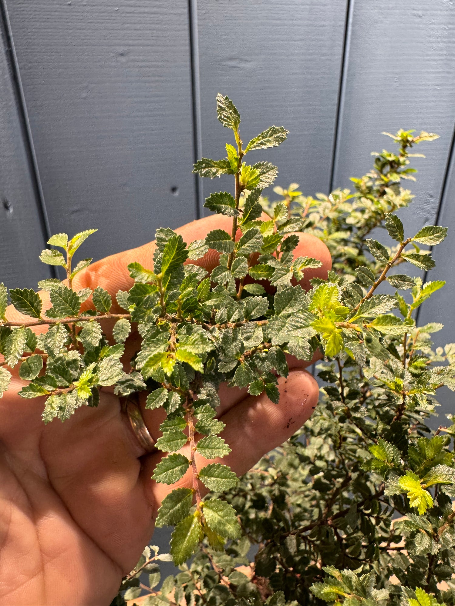 Ulmus parvifolia 'Hokkaido'