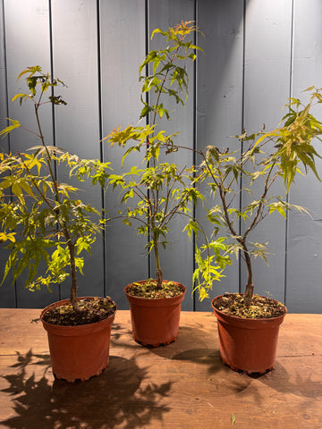 Acer palmatum 'Arakawa'