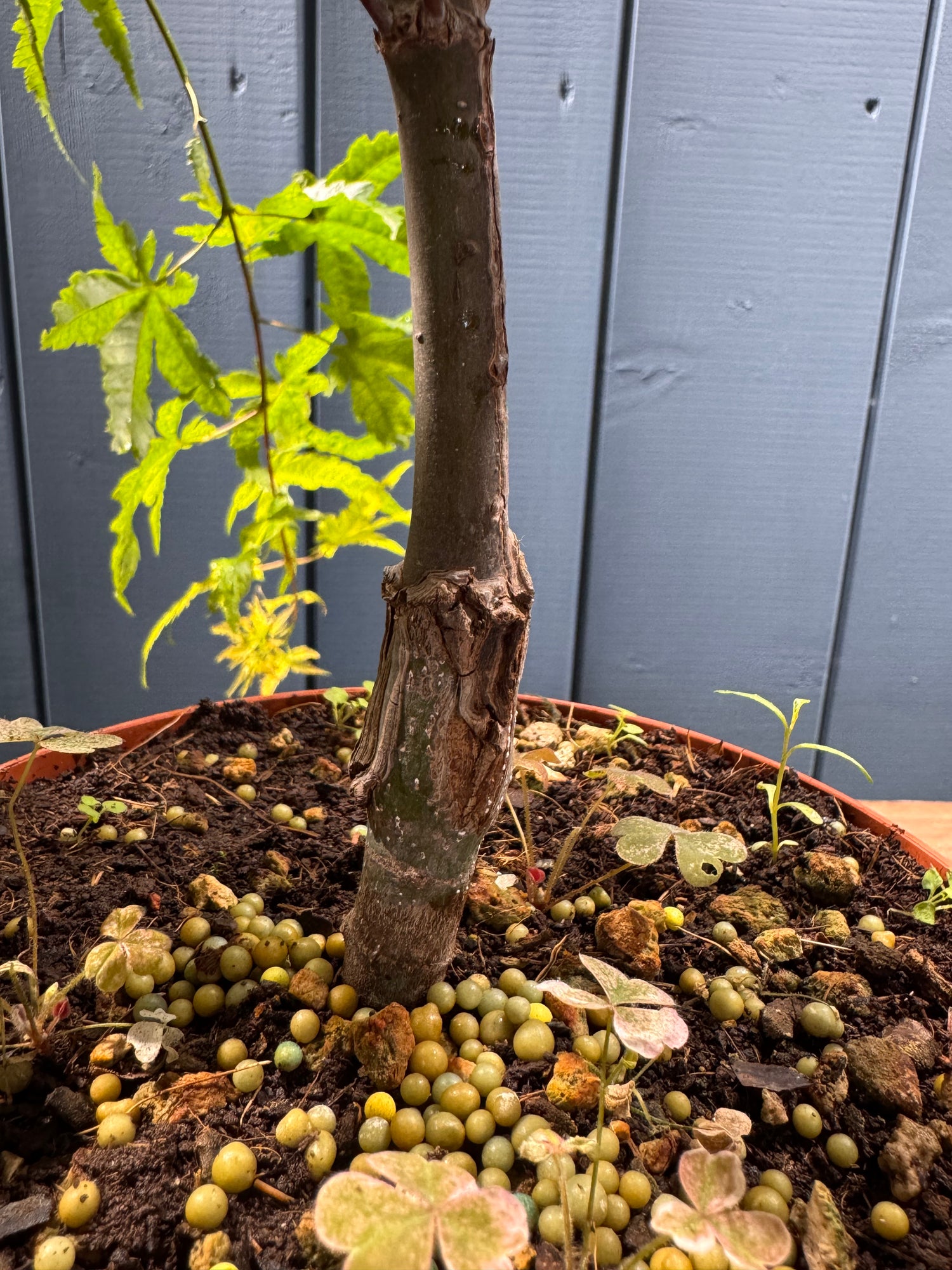 Acer palmatum 'Arakawa'