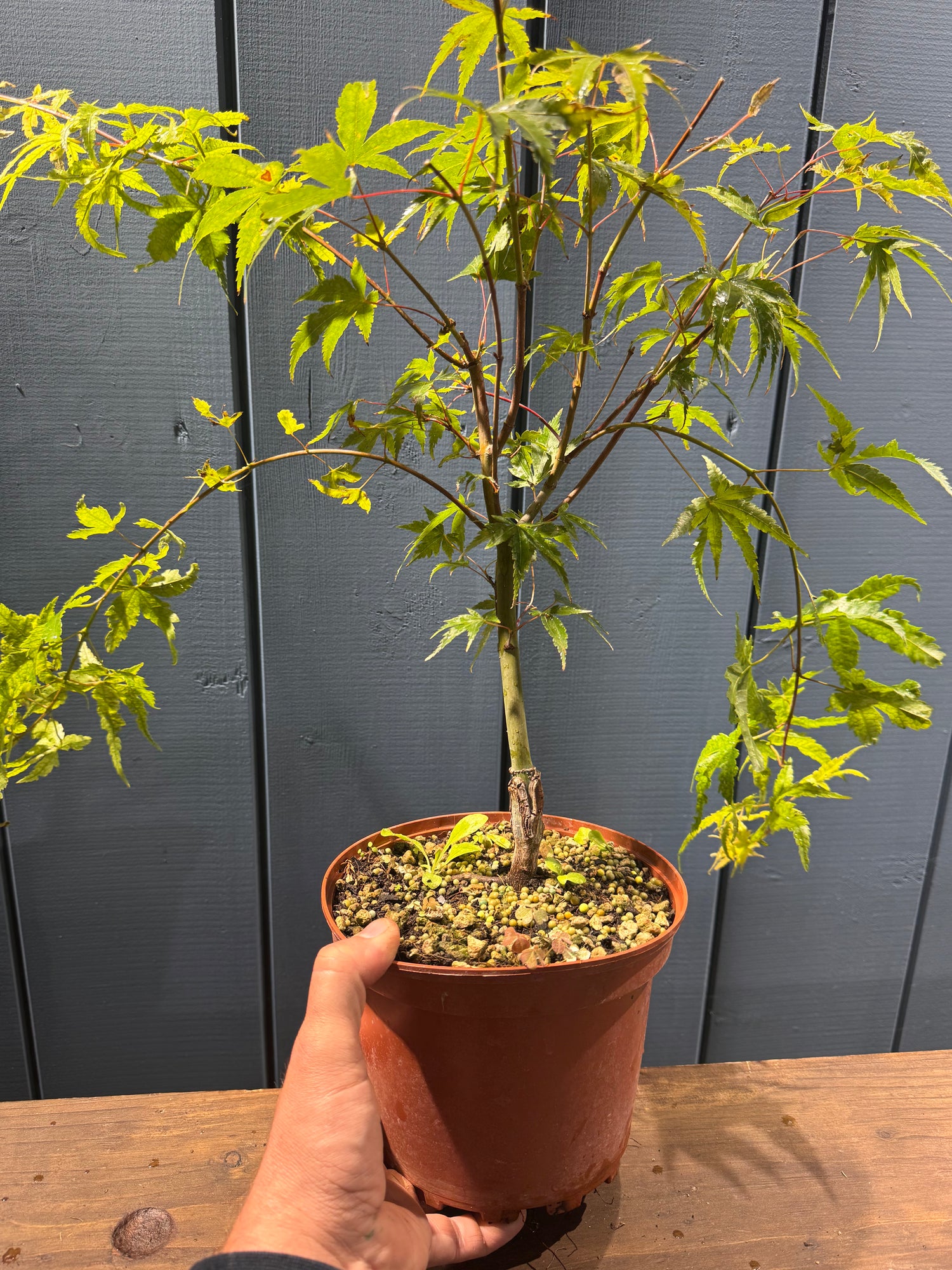 Acer palmatum 'Arakawa'