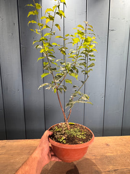 Prunus mume (Abricotier japonais)