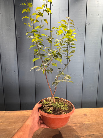 Prunus mume (Abricotier japonais)