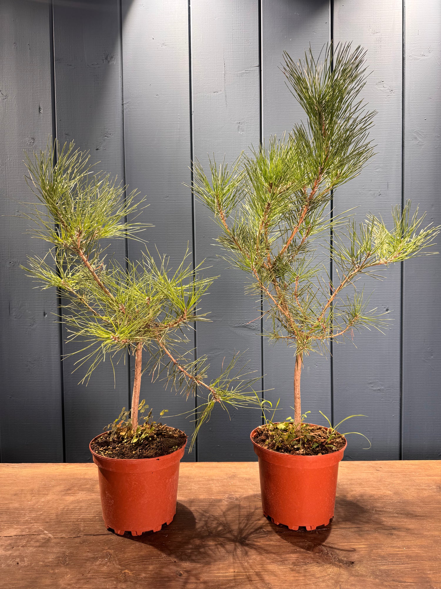 Pinus thunbergii (Pin noir du Japon)