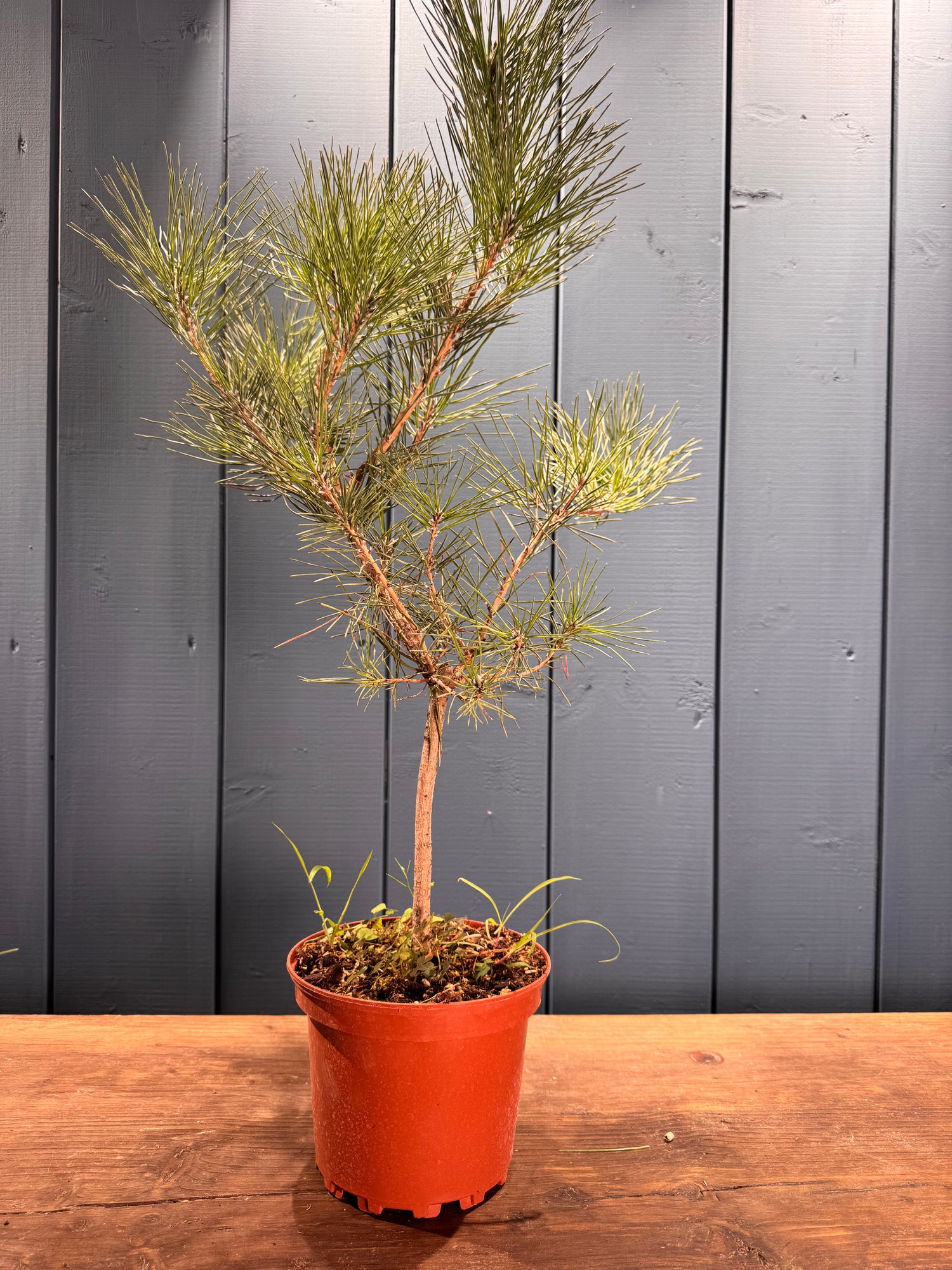 Pinus thunbergii (Pin noir du Japon)