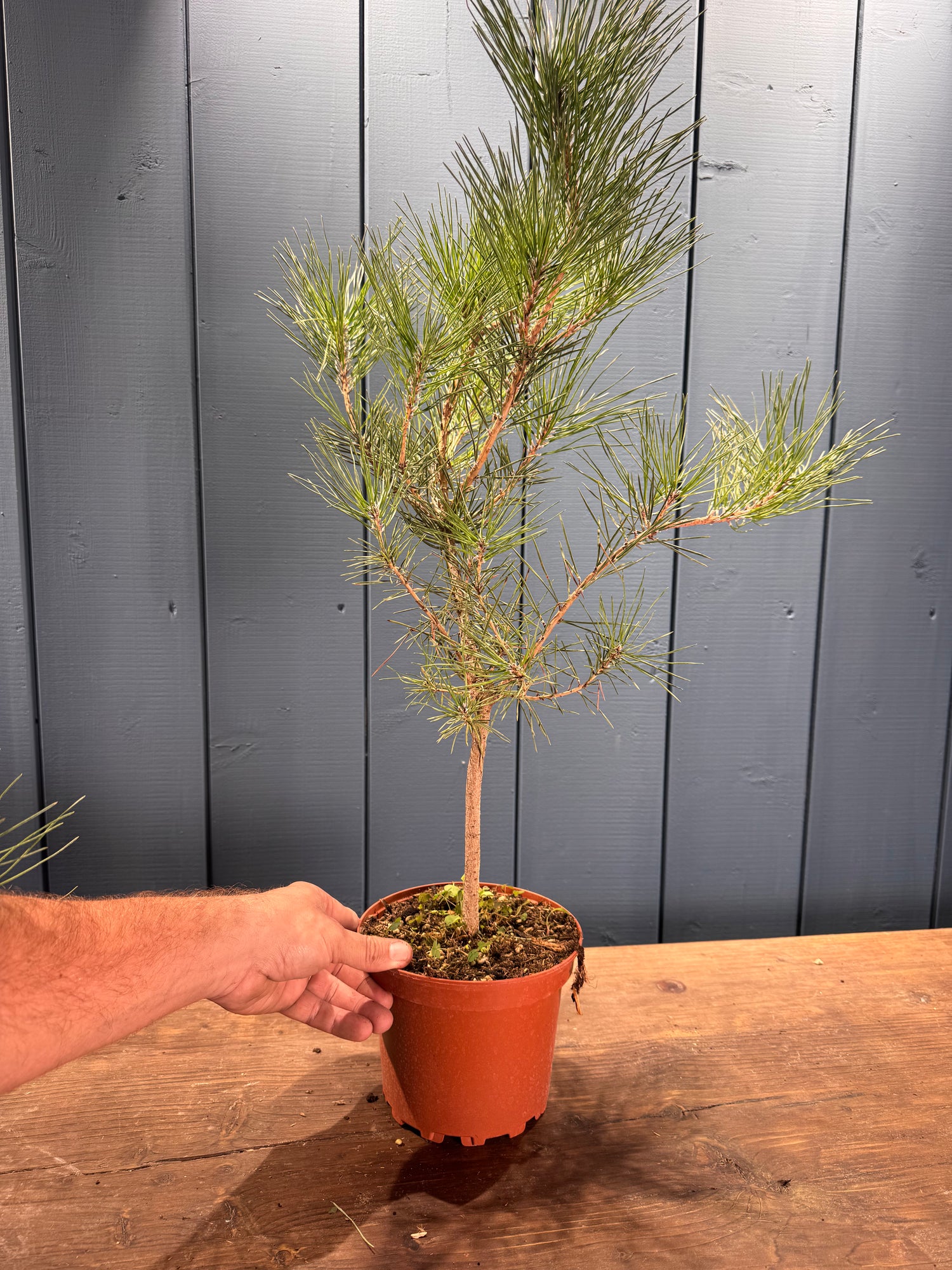 Pinus thunbergii (Pin noir du Japon)