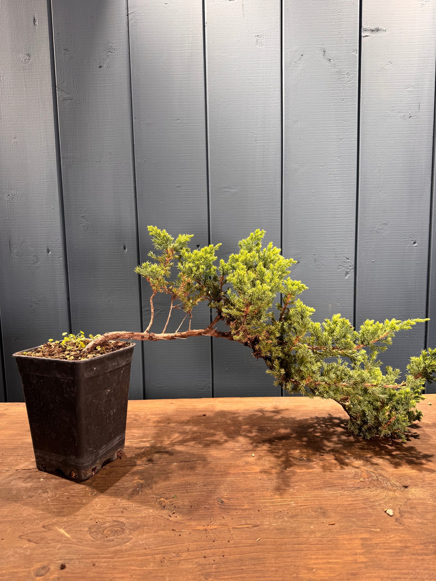 Juniperus procumbens 'Kishiogima'