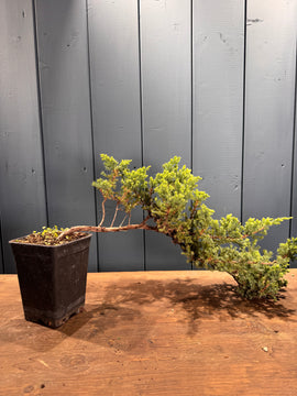 Juniperus procumbens 'Kishiogima'