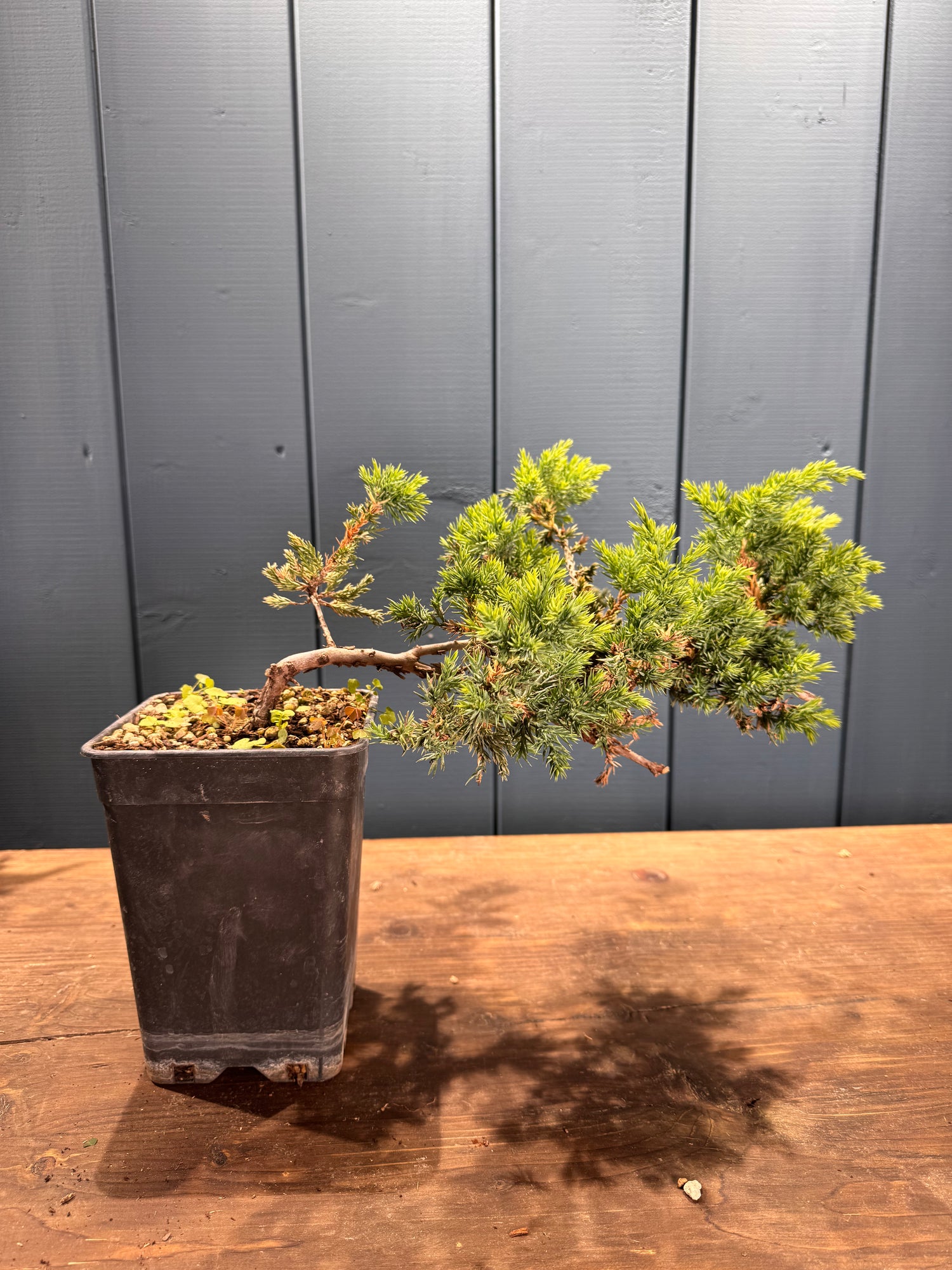 Juniperus procumbens 'Kishiogima'