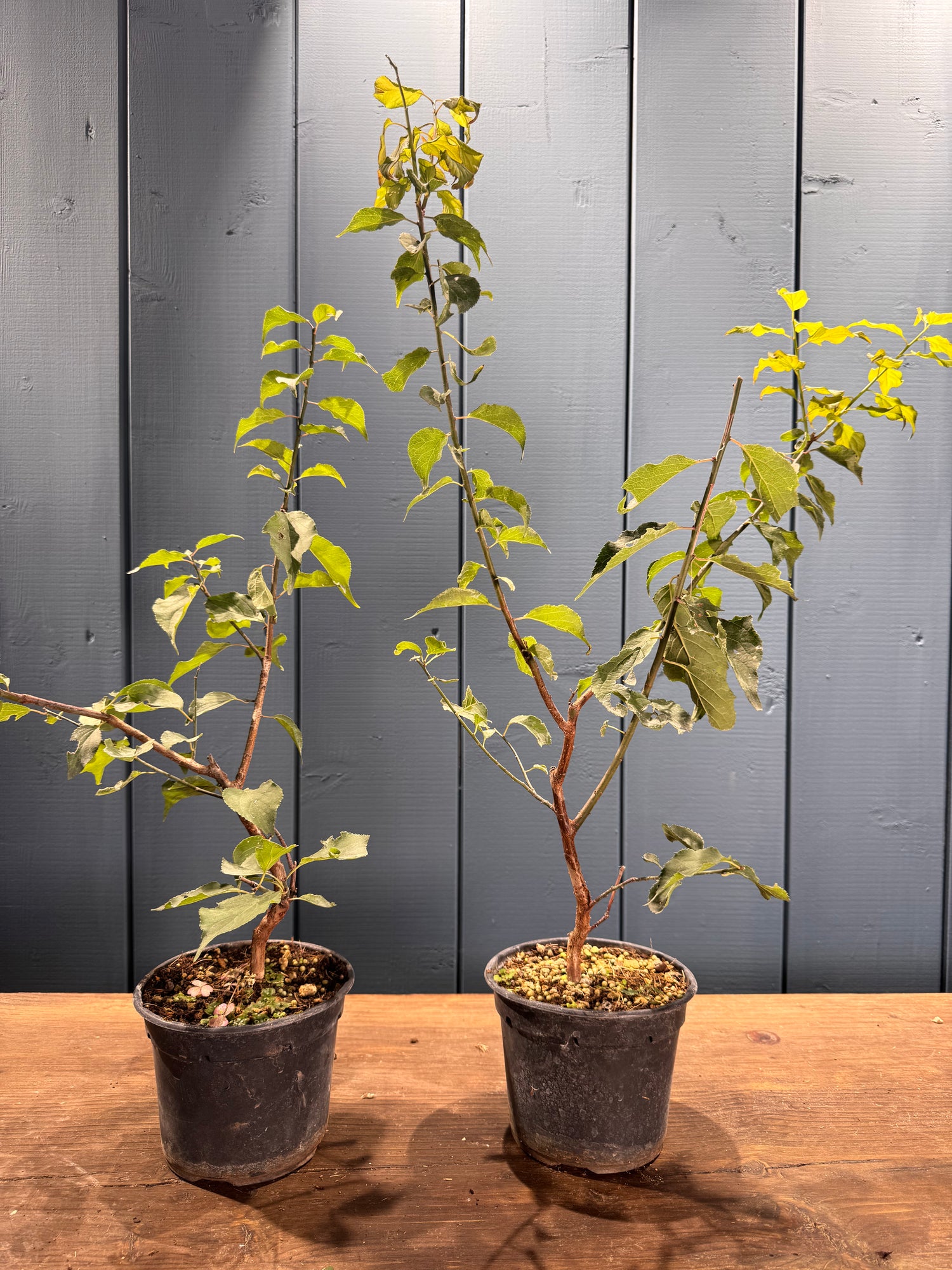 Prunus mume (Abricotier du Japon)
