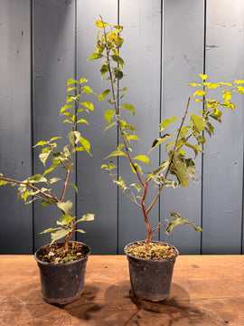 Prunus mume (Abricotier du Japon)