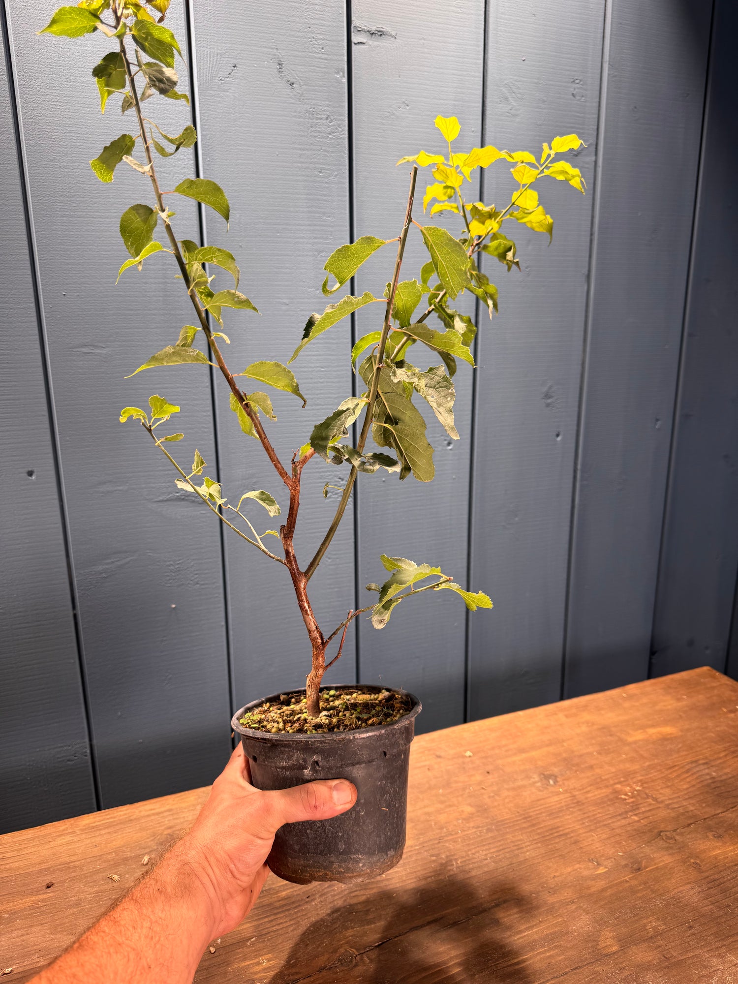 Prunus mume (Abricotier du Japon)