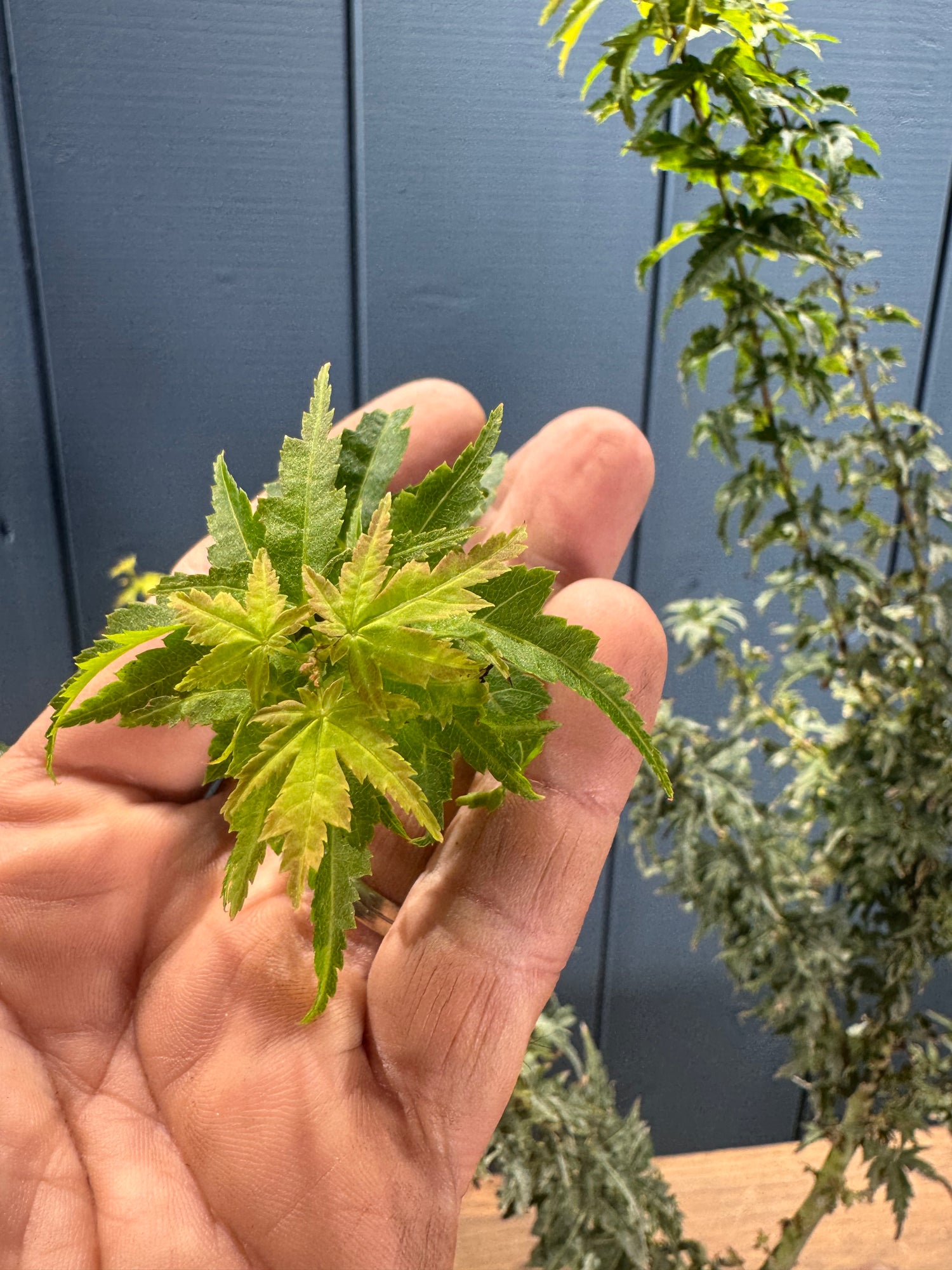 Acer palmatum 'Shishigashira'