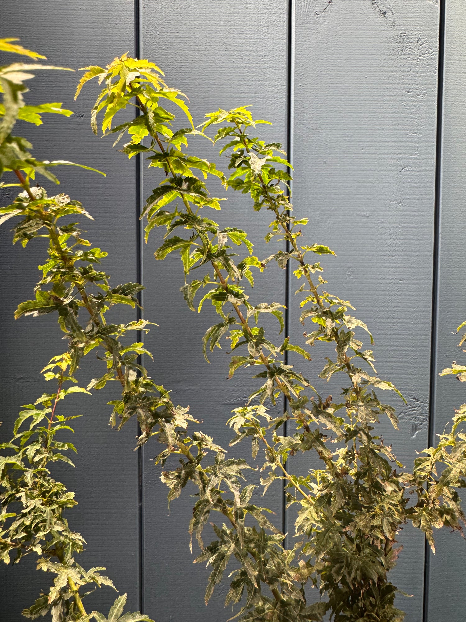 Acer palmatum 'Shishigashira'