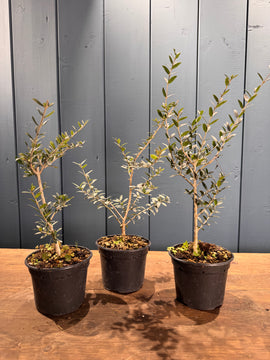 Olea sylvestris (Olivier sauvage)