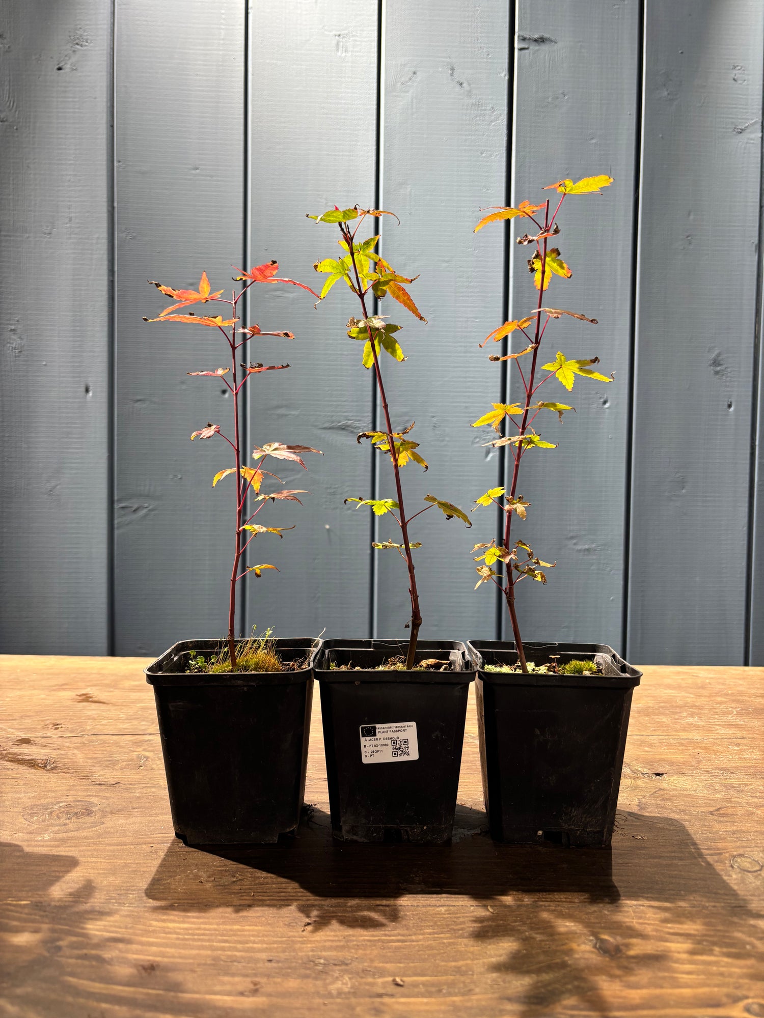 Acer palmatum Deshojo (Erable du Japon)