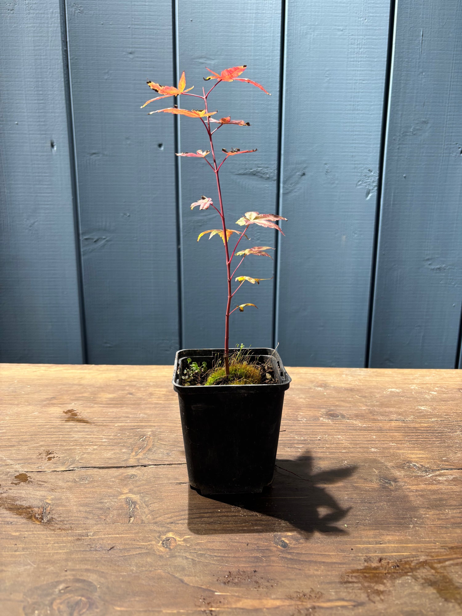 Acer palmatum Deshojo (Erable du Japon)