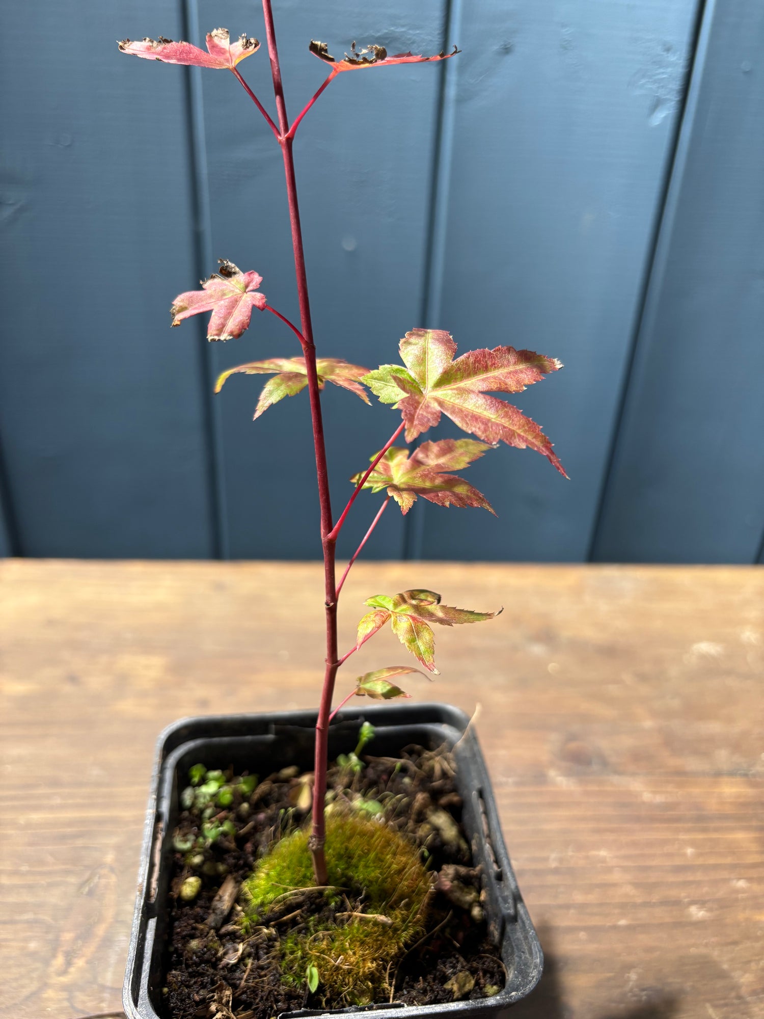 Acer palmatum Deshojo (Erable du Japon)
