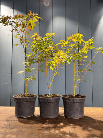 Acer palmatum 'Phoenix'