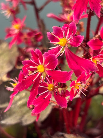 Saxifraga cortusifolia 'Black Ruby'
