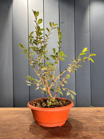 Zelkova serrata